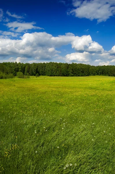 stock image Green meadow with dandelions