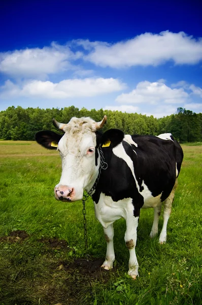 stock image Cow