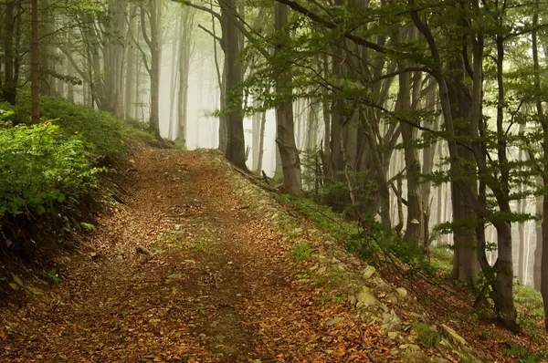 Caminho florestal que conduz até à montanha — Fotografia de Stock