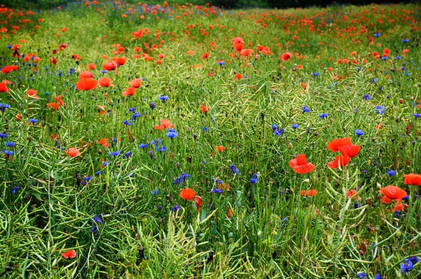 stock image Meadow full of flowers