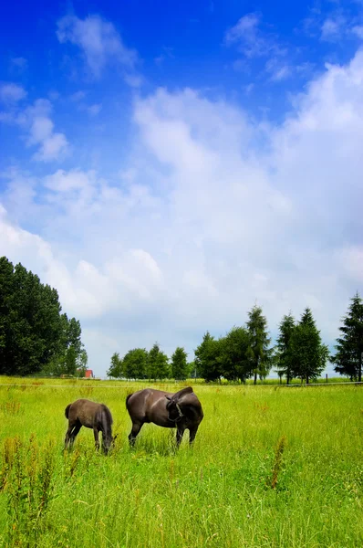 stock image Farm