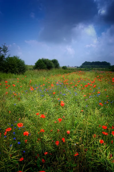 Meadow full of flowers — Stock Photo, Image