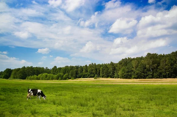 stock image Dramatic sky over a cow in the meadow