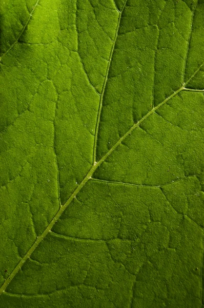 Doğal yaprak — Stok fotoğraf