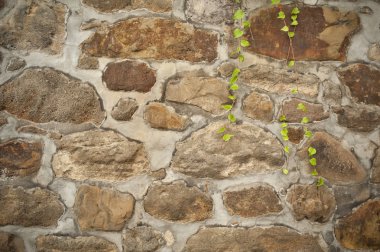 Old wall with green vine clipart