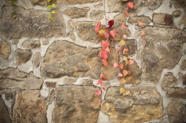 Old sandstone wall with red vine clipart