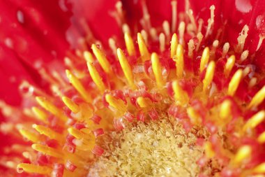 Extreme close-up of a Gerbera Blossom clipart