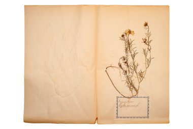 Dried flower on old, gone yellow paper clipart