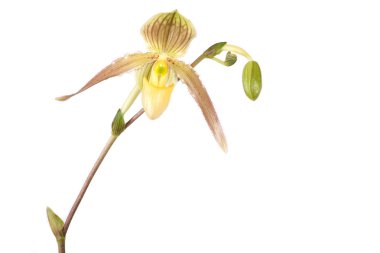 Beautiful blossom of an orchid clipart