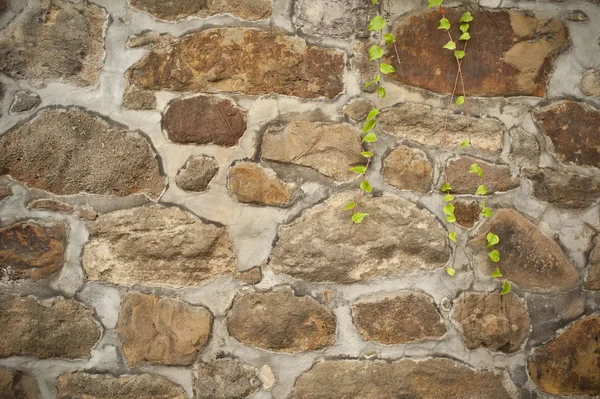 Eski duvar ile yeşil sarmaşık — Stok fotoğraf