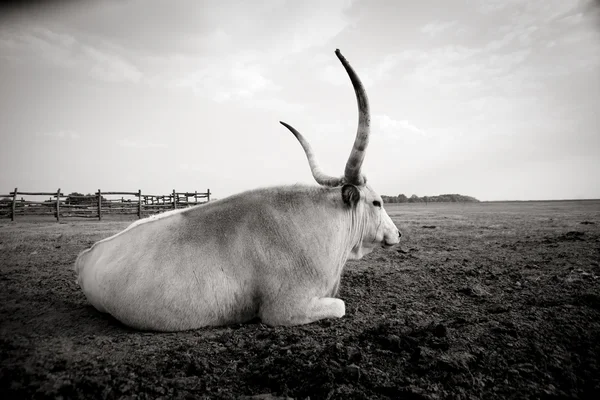 匈牙利灰色牛 — 图库照片
