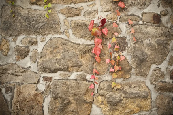 Old sandstone wall with red vine