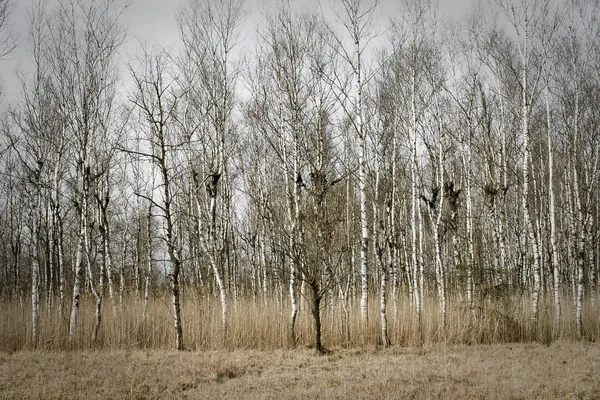 stock image Birch wood