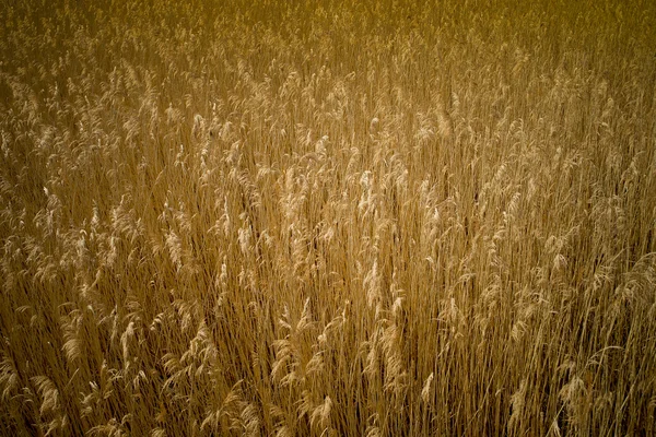 Altın reed — Stok fotoğraf