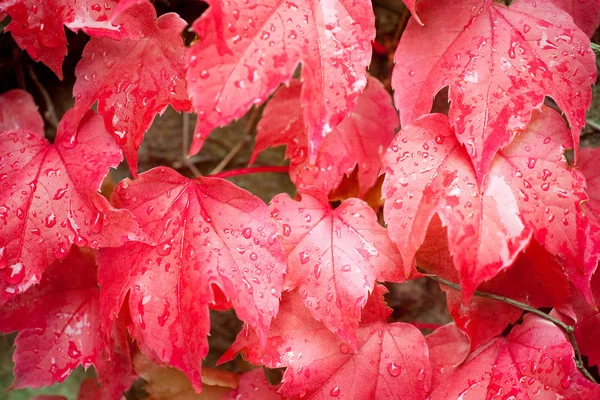 Wet red wine leaves — Stock Photo, Image