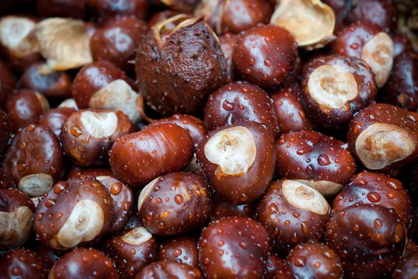 Wet chestnuts — Stock Photo, Image
