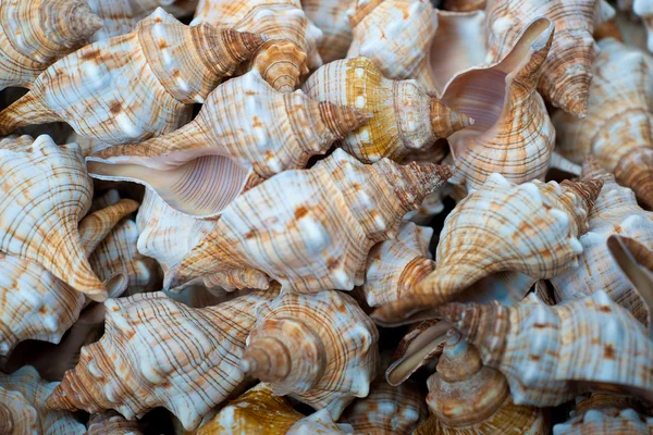 Big Snails — Stock Photo, Image