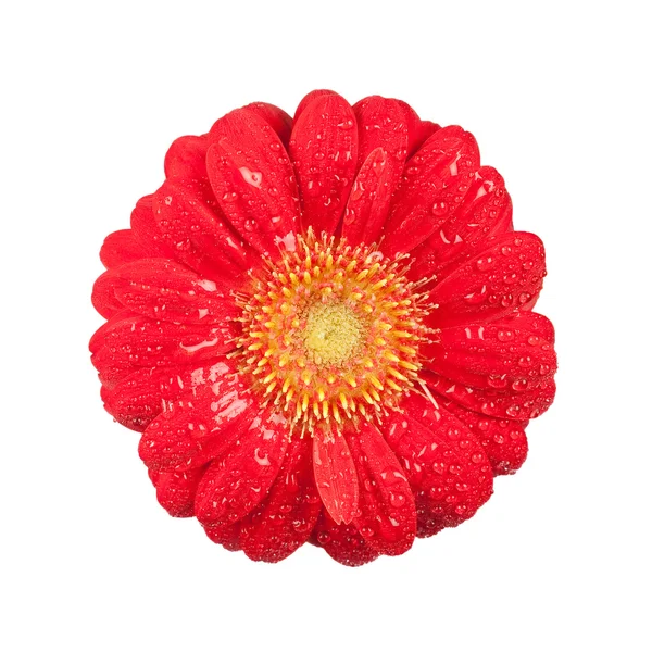 Gerbera Blossom with drops of water — Stock Photo, Image