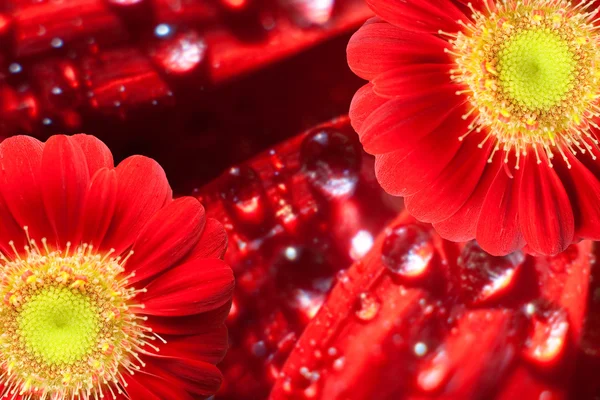 Two red gerbera blossoms — Stock Photo, Image