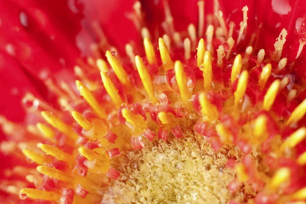 stock image Extreme close-up of a Gerbera Blossom