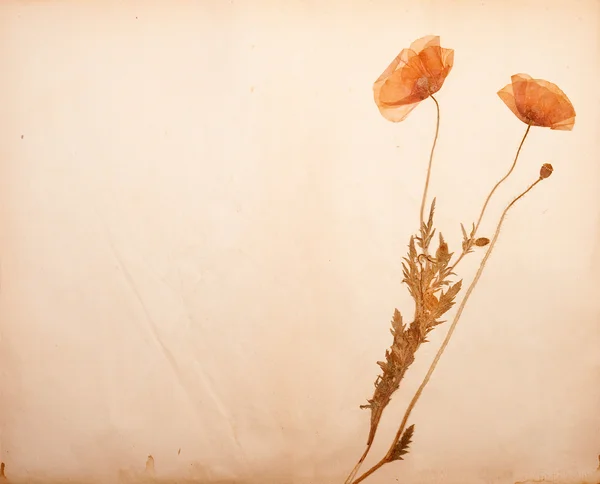 在纸上的罂粟花朵 — 图库照片