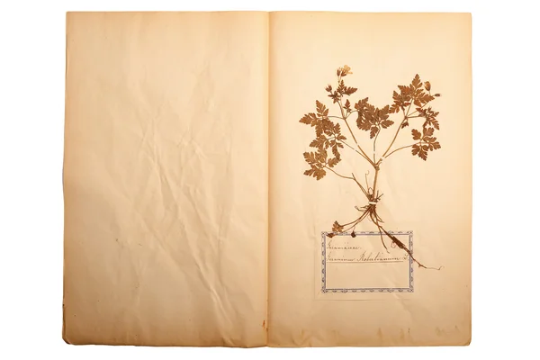 Сушеный цветок на старой, желтой бумаге — стоковое фото