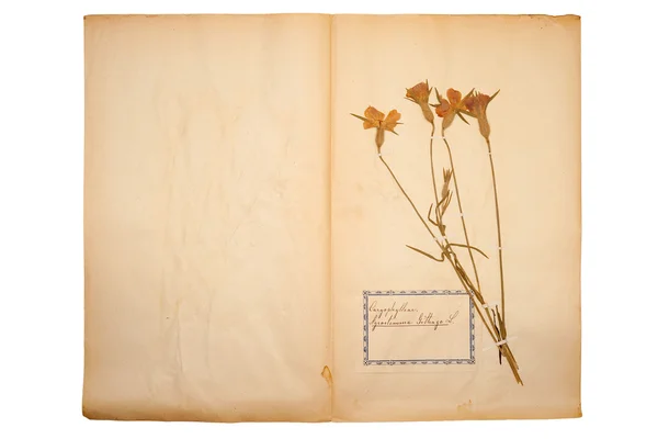 Dried flower on old, gone yellow paper — Stock Photo, Image