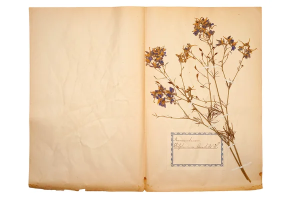 Gedroogde bloem op oude, verdwenen geel papier — Stockfoto