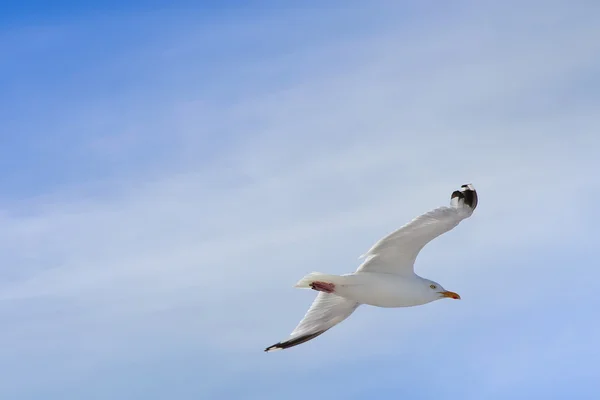 stock image Flying gull