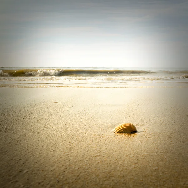 Stock image Sunny sandy beach