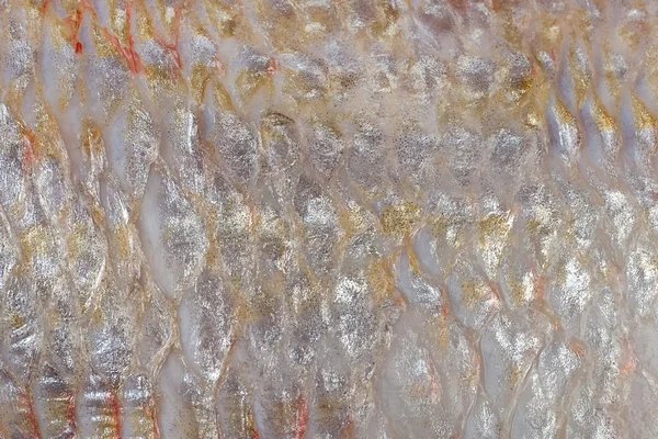 Schuppen eines Fisches (Dorade, Goldkopf) — Stockfoto
