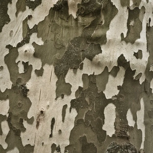 Bark of a plane tree — Stock Photo, Image