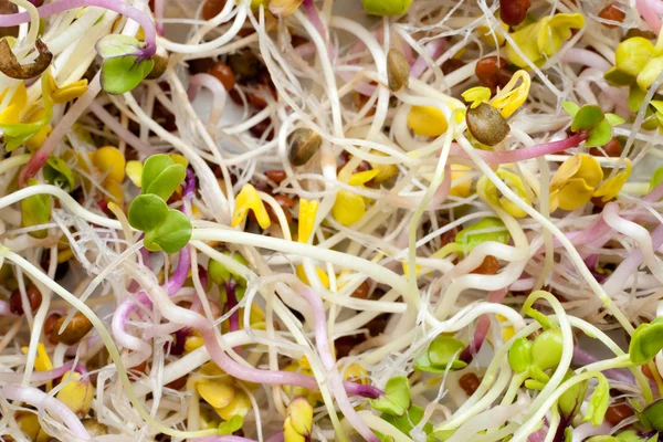 stock image Fresh sprout salad