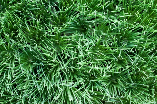 stock image Artificial turf