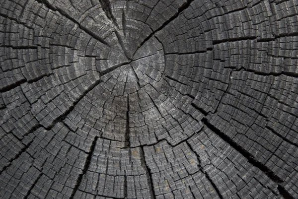 Текстура дерева 2 — стоковое фото