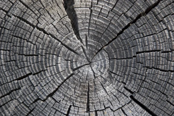 Textura da madeira1 — Fotografia de Stock