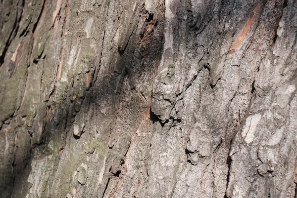 부식된 wood4 — 스톡 사진