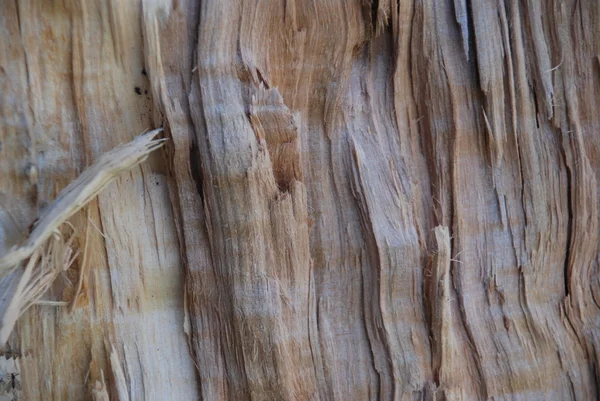 ナチュラル 2 と木材のテクスチャ — ストック写真