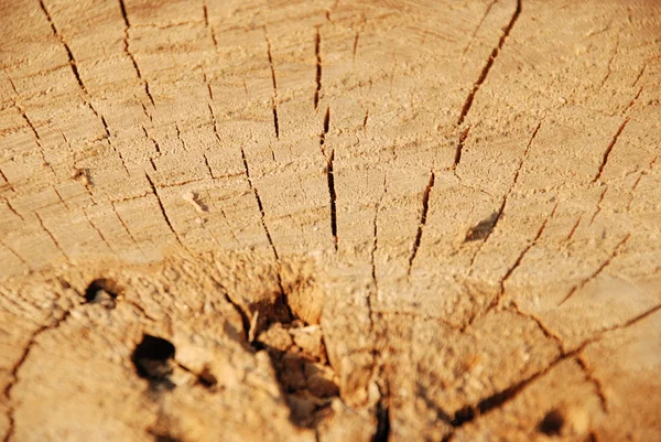 Текстиль из дерева — стоковое фото