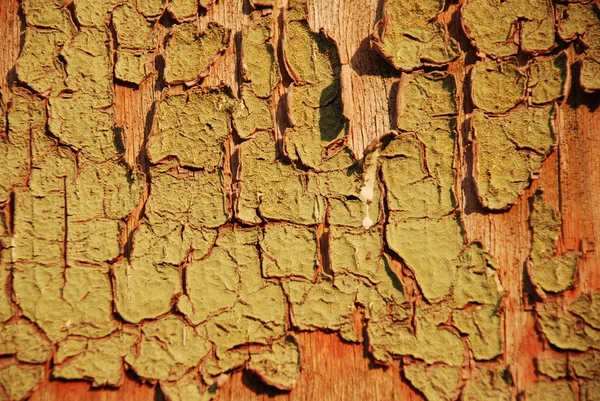 Ліс texture13 — стокове фото