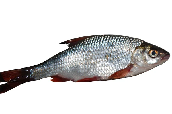 신선한 잡힌된 물고기 — 스톡 사진