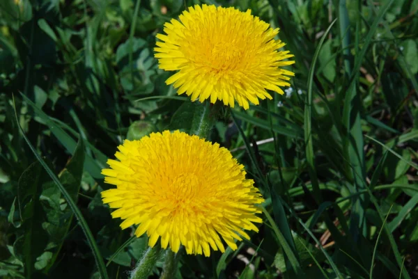 Yellow dandelions3 — Stock Photo, Image