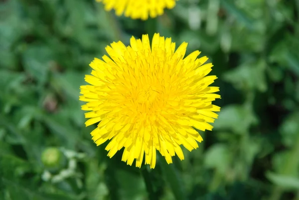 黄色の dandelions1 — ストック写真