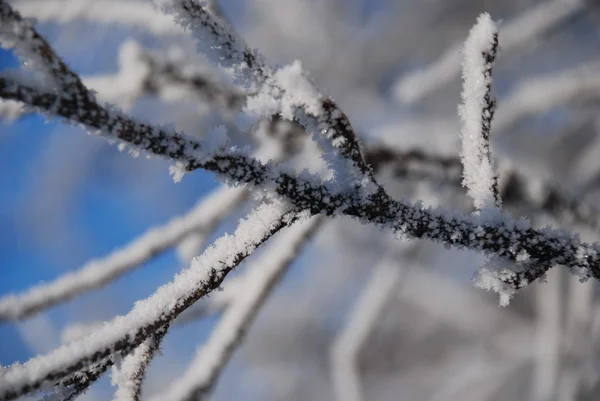 stock image The winter1