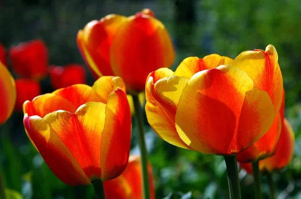 stock image Tulips