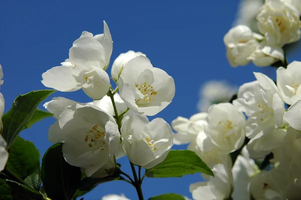 stock image Mock orange