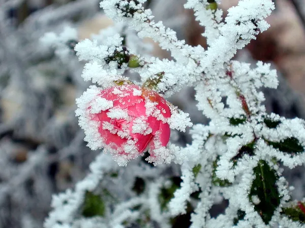 Rose mit weißem Frost — Stockfoto