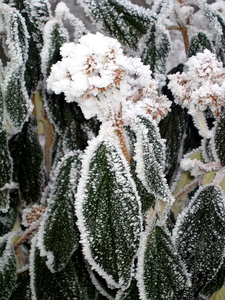 Květina s white frost — Stock fotografie