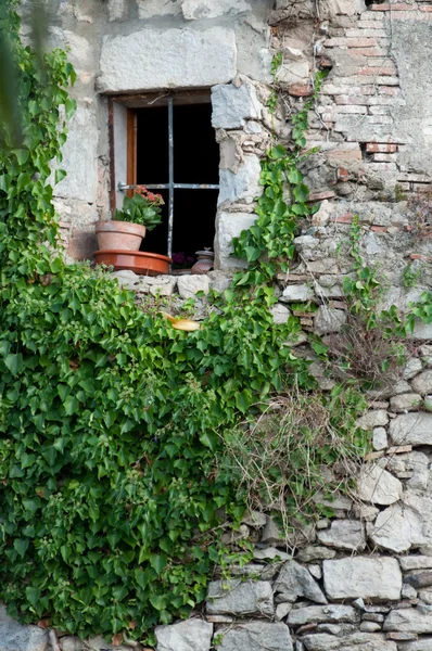 stock image Window twined an ivy with a flowerpot