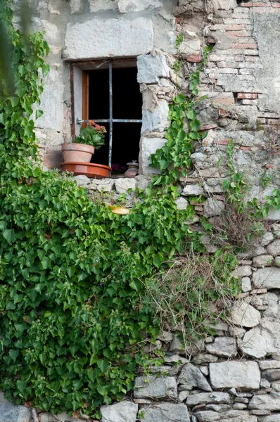 Window twined an ivy with a flowerpot Royalty Free Stock Images